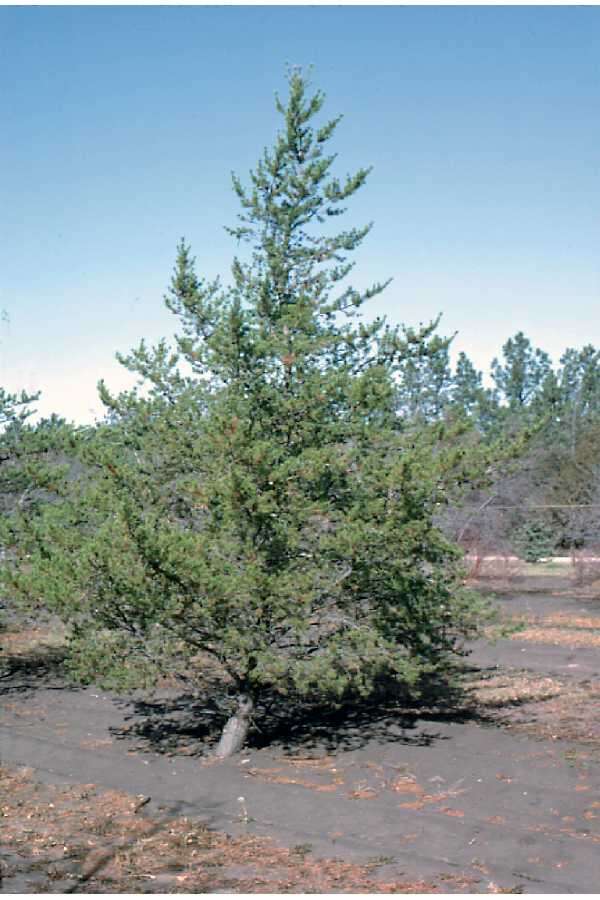 Image of jack pine