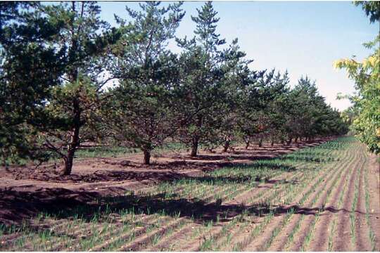 Image of jack pine