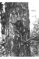 Image of jack pine