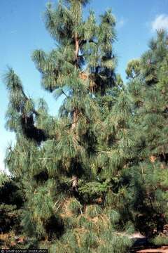 Image of Canary Island pine