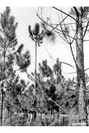 Image of slash pine