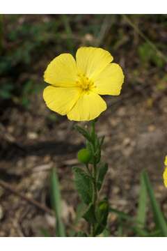 Image of pitted stripeseed