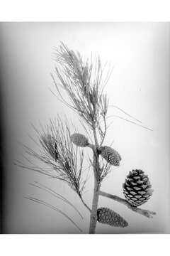 Image of sand pine