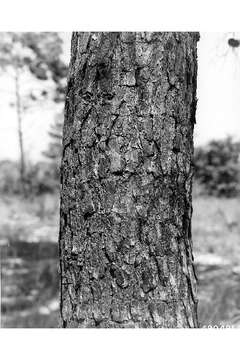 Image of sand pine