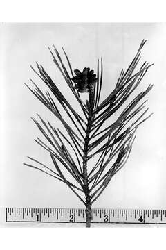 Image of sand pine