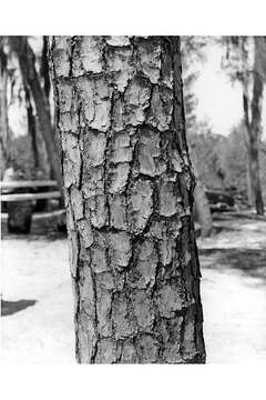 Image of sand pine