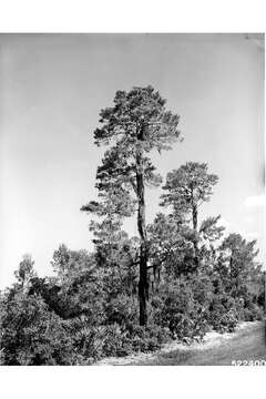 Image of sand pine