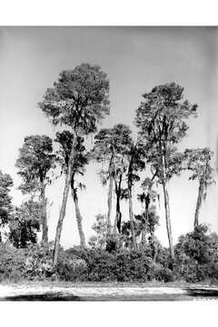 Image of sand pine