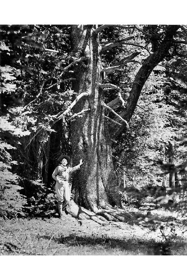 Image of lodgepole pine