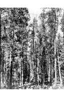Image of lodgepole pine