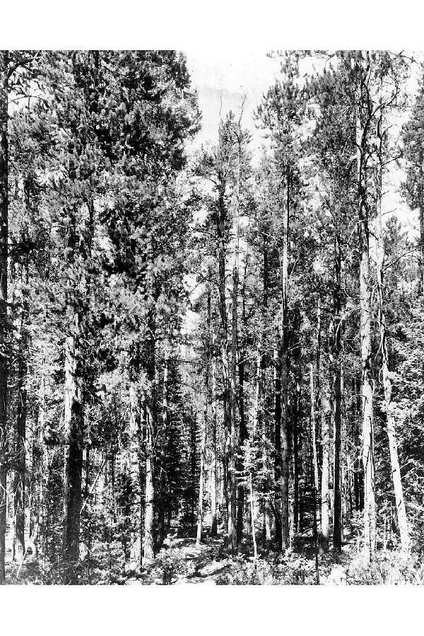 Image of lodgepole pine