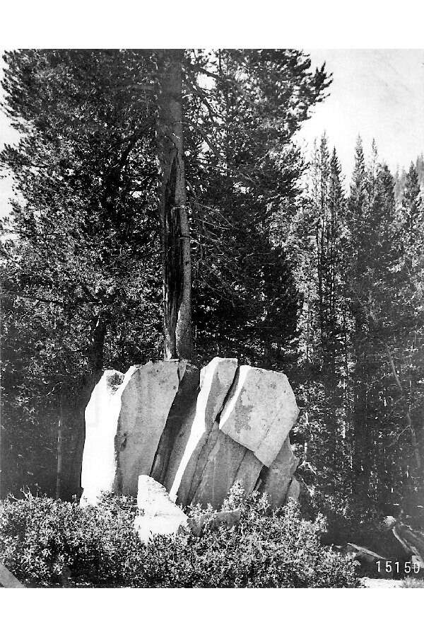 Image of lodgepole pine