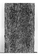 Image of lodgepole pine