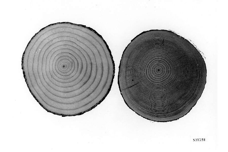 Image of lodgepole pine