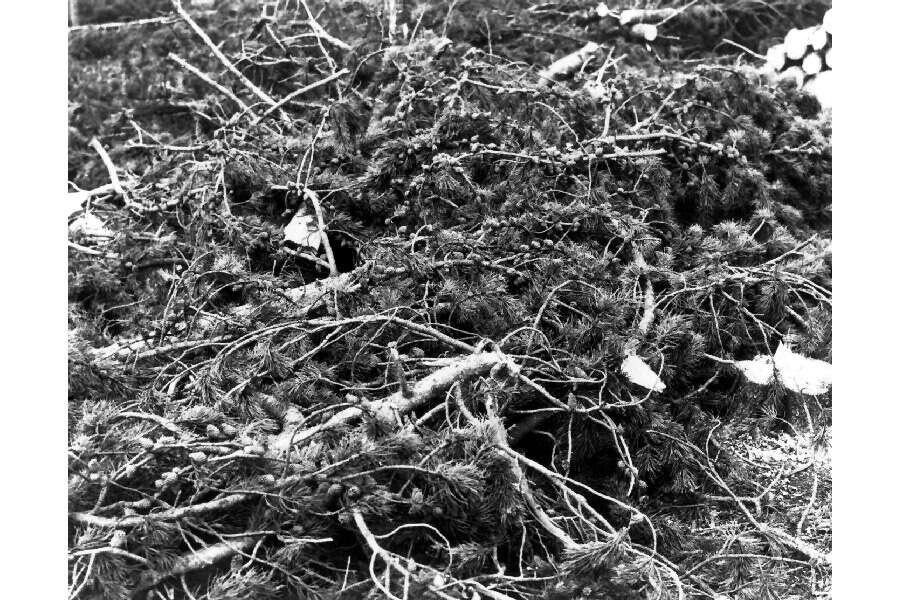 Image of lodgepole pine