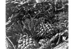 Image of lodgepole pine