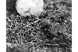 Image of lodgepole pine