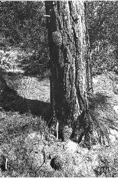 Image of Coulter pine