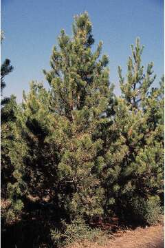 Image of Rocky Mountain lodgepole pine