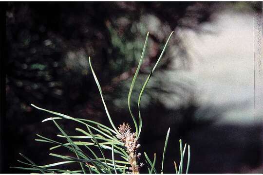 Image of Rocky Mountain lodgepole pine