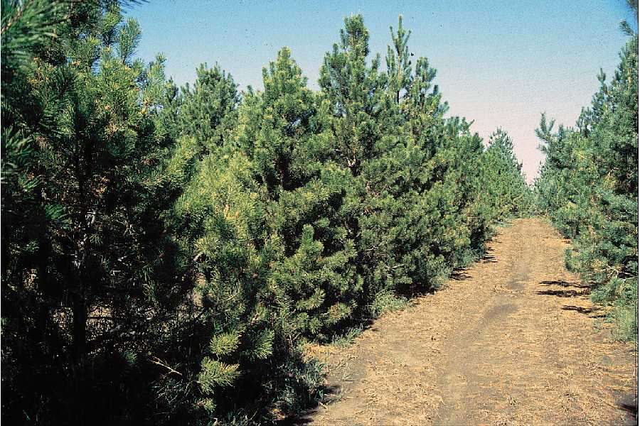 Sivun Pinus contorta var. latifolia Engelm. kuva