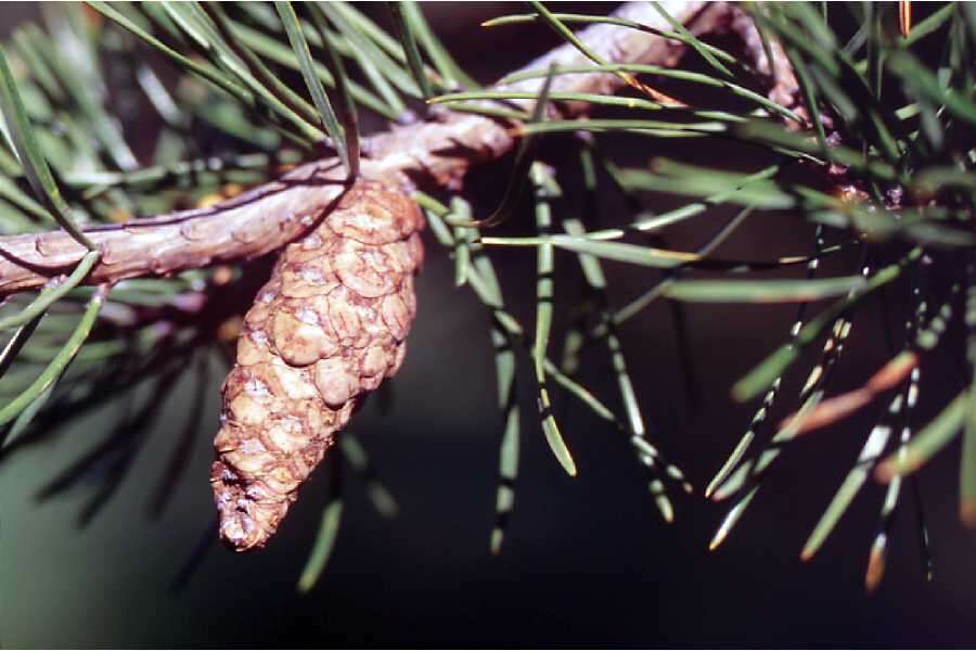 Image of Rocky Mountain lodgepole pine