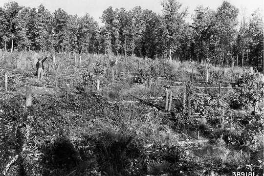 Image of shortleaf pine