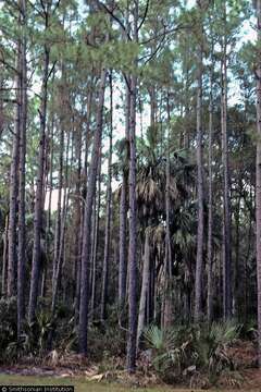 Image of Slash Pine