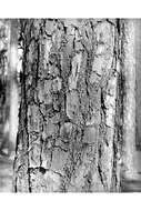 Image of Slash Pine