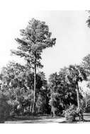 Image of Slash Pine