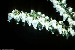 Image de Pieris floribunda (Pursh) Benth. ex Hook.