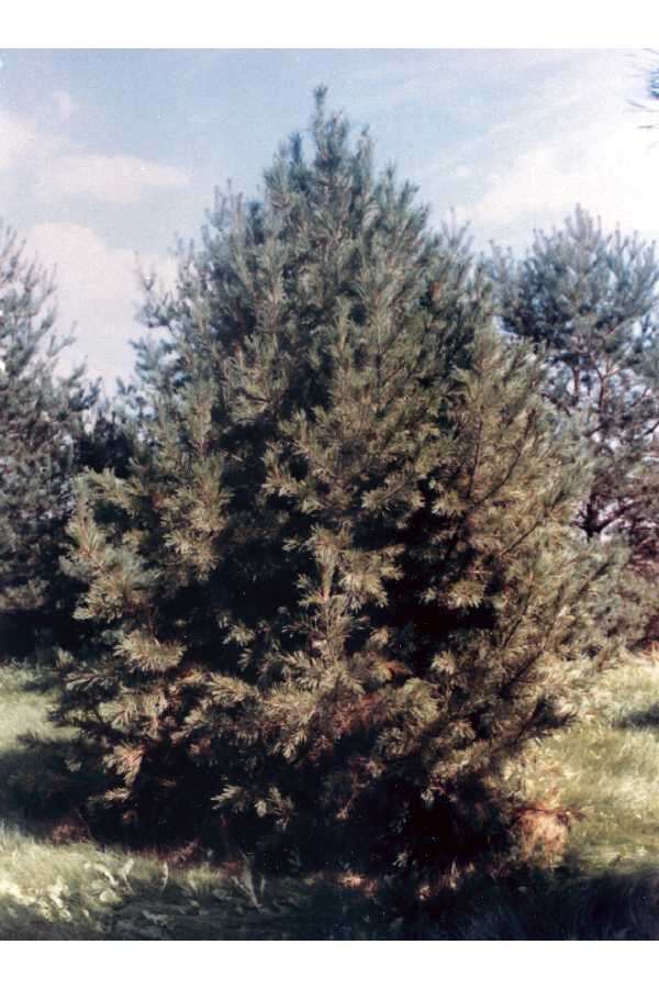 Image of Limber Pine