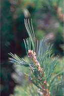 Image of Limber Pine