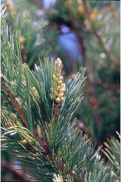 Image of Limber Pine