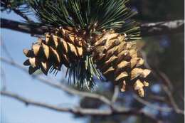 Image of Limber Pine