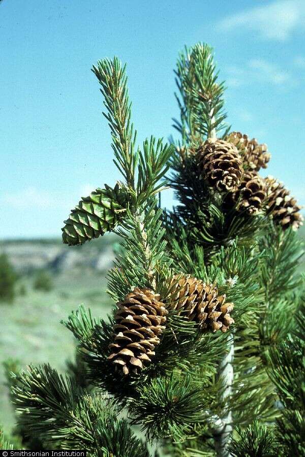 Image of Limber Pine