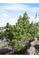 Image of Limber Pine