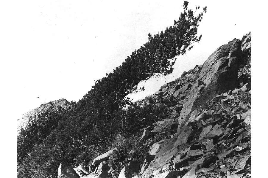 Image of Limber Pine