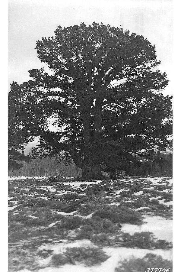 Image of Limber Pine