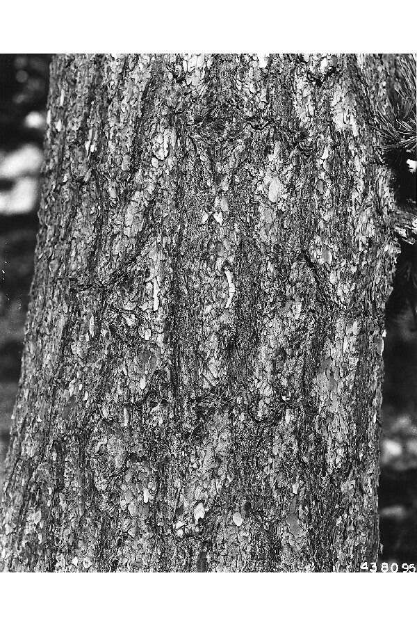 Image of Limber Pine