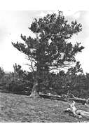 Image of Limber Pine