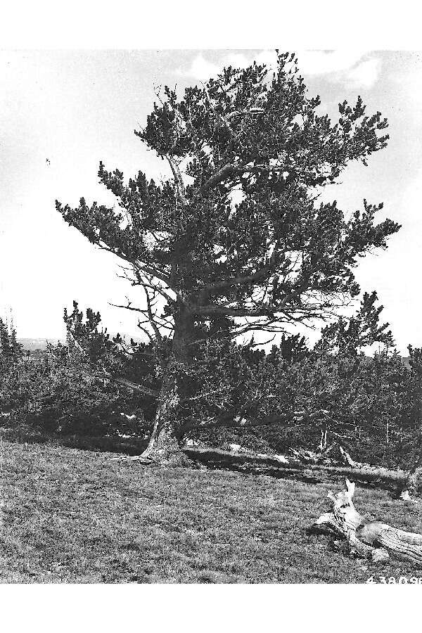 Image of Limber Pine