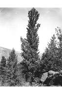 Image of Limber Pine