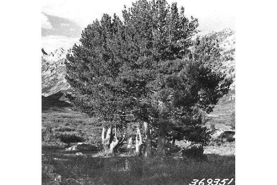 Image of Limber Pine