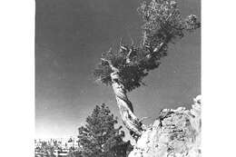 Image of Limber Pine