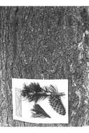 Image of Limber Pine