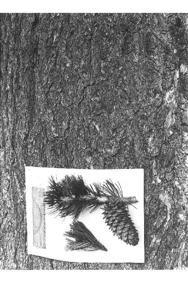 Image of Limber Pine