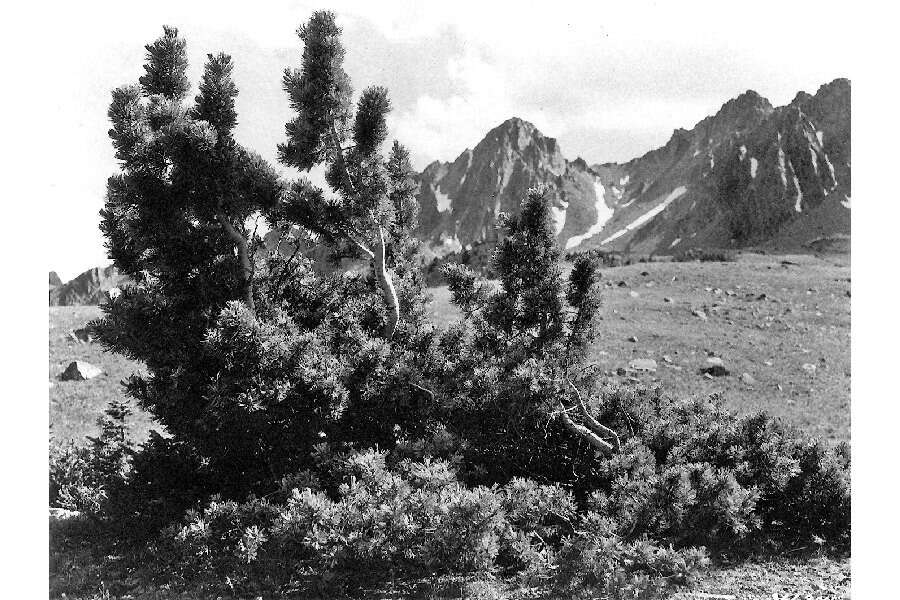 Image of Limber Pine