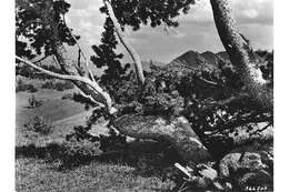 Image of Limber Pine