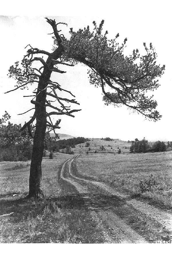 Image of Limber Pine